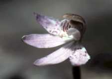 spotcarnea